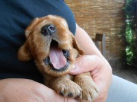 /album/anglicky-kokerspaniel/stena-976-jpg/